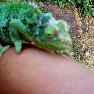 Gravid Jackson