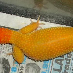 SHTCTB female