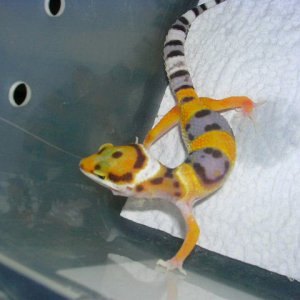 Hypo tangerine het albino