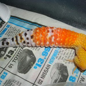 Carrot tail