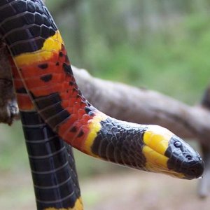 eastern coral snake