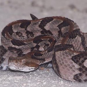 FL canebrake rattlesnake