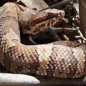 juvenile FL cottonmouth