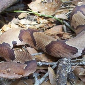 FL southern copperhead