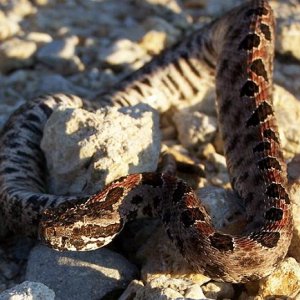 Dusky pigmy rattlesnake