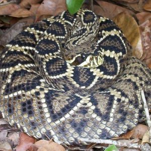 Eastern diamondback rattlesnake