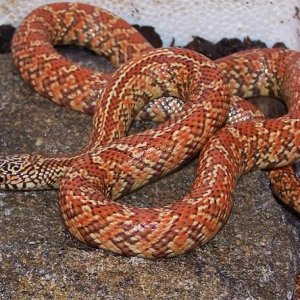 hypomelanistic FL king