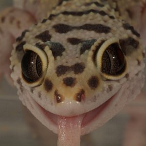 Licky Lizard