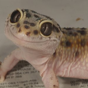 Licky Lizard