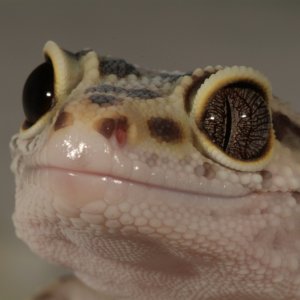 Licky Lizard