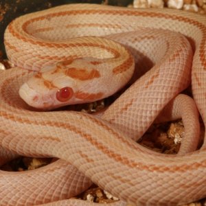 Butter Stripe Corn