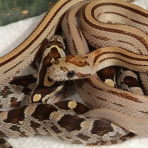 Caramel Stripe Corn
