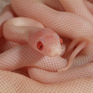 Blizzard Corn