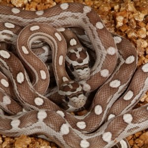 Pastel Motley Corns