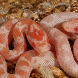 Opal Corns