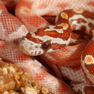 Ultramel Corn