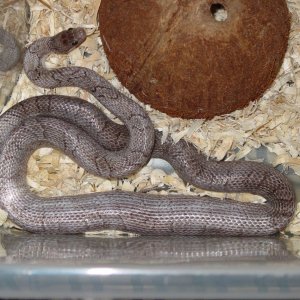 04 Female Pewter