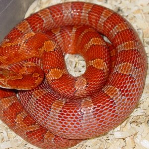 04 Female Bloodred Het Pewter