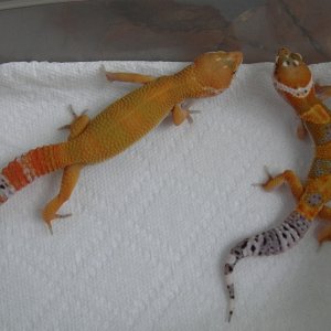 clutchmates