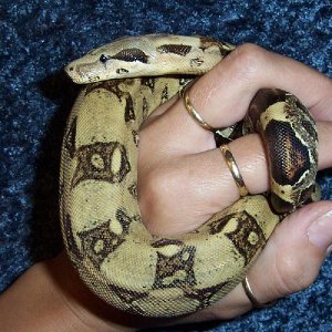 Harmony (1)