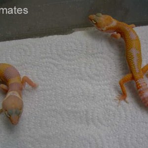 Clutchmates