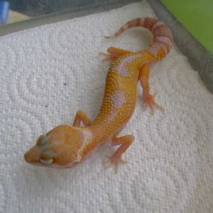 my fave '05 hatchling