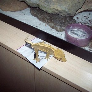 Crested Gecko Pic taken 7-13-2005