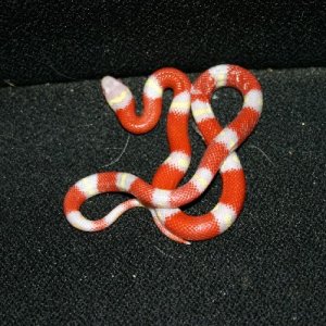 Albino Nelsons Milk