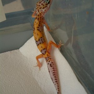 2006 Breeder 7/04/05