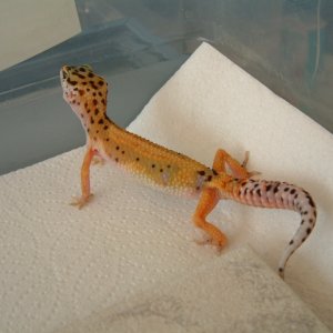 2006 Breeder 7/14/05