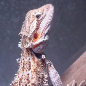 Beardie pic #3