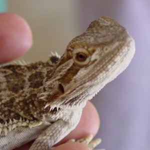 Beardie pic #2