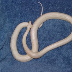 Striped Snow Female