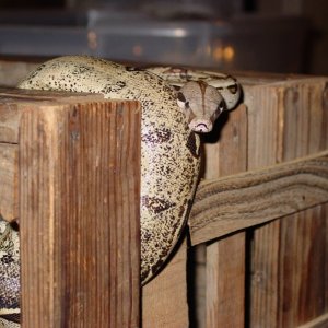 Female BCI het albino