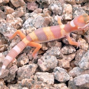 APTOR X Tremper Giant