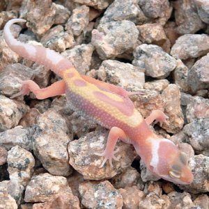 APTOR X Tremper Jungle