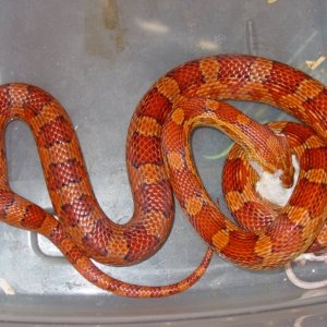 03 Female Normal Het Striped Snow
