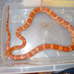 03 Female Normal Het Striped Snow