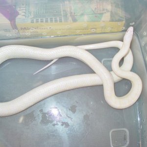 03 Male Blizzard