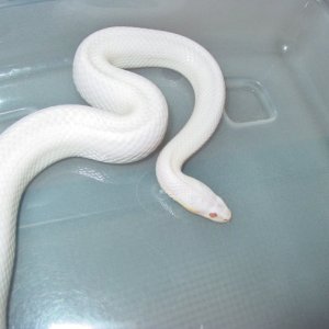 03 Female Blizzard Pic#2