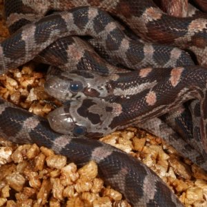 Two headed Blood Red Corn Snake