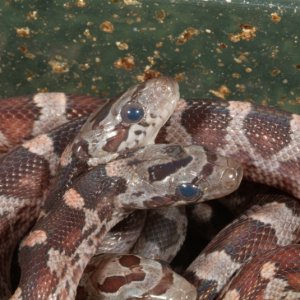 Two headed Blood Red Corn Snake