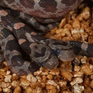 Two headed Blood Red Corn Snake