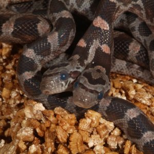 Two headed Blood Red Corn Snake