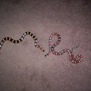 california mountain kingsnakes..sierra