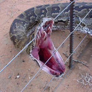 Caught in the Fence Mouth