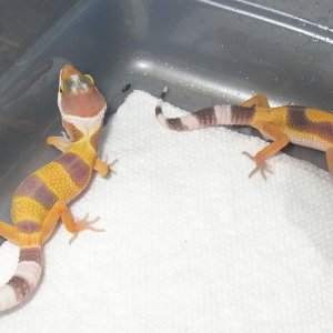 3 day old bell hets