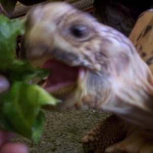 Yum