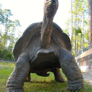 ALDABRA BREEDER
