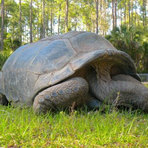 ALDABRA BREEDER